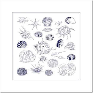 Blue Set of Seashells. Realistic sea life drawings. Posters and Art